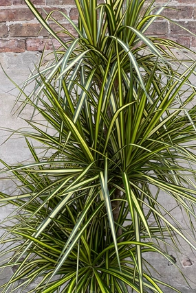 Dracaena marginata 'Kiwi' multi-cane 14" medium flower pot  