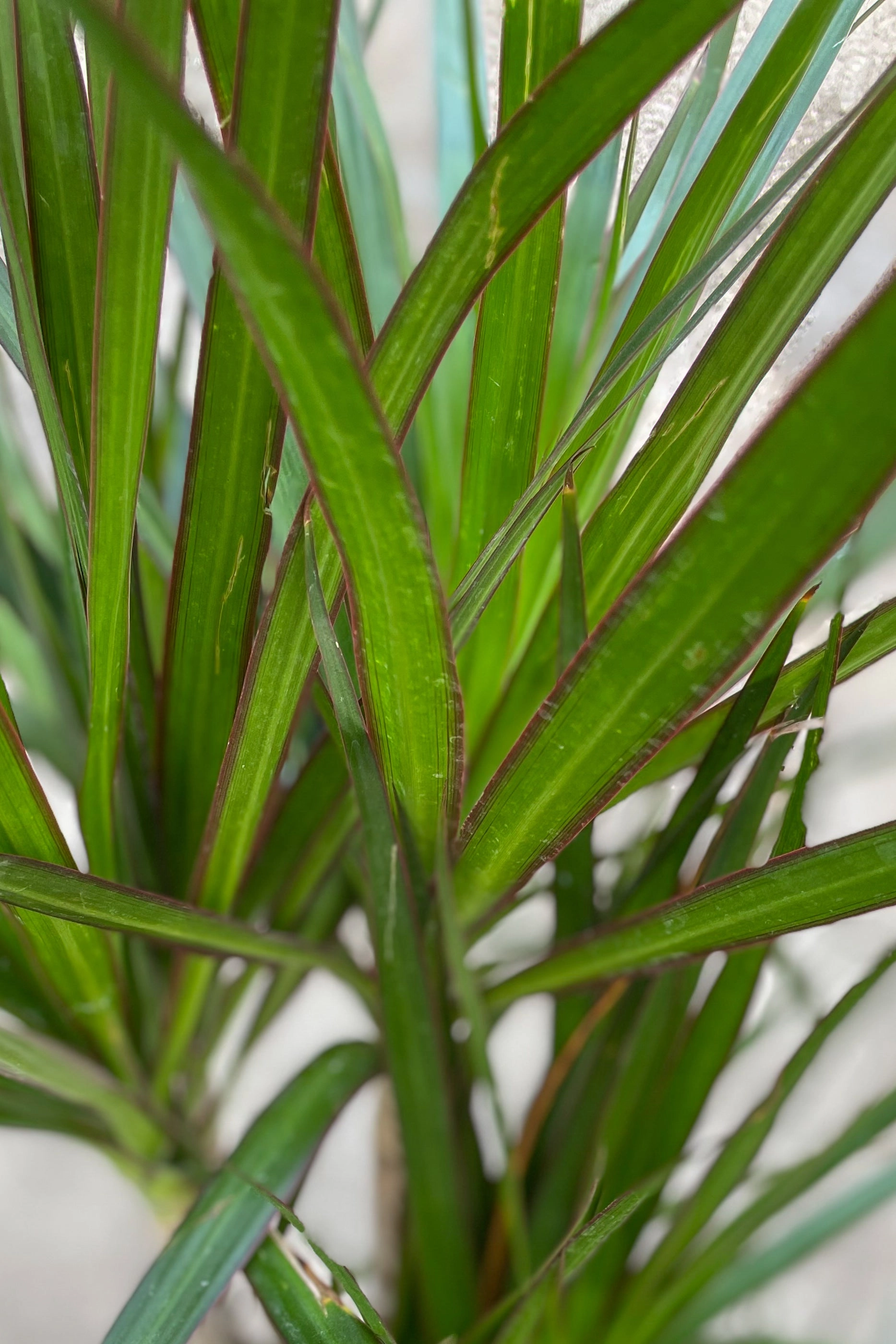Dracaena marginata multi-cane 8" medium flower pot  