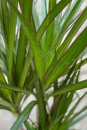 Dracaena marginata multi-cane 8" medium flower pot  