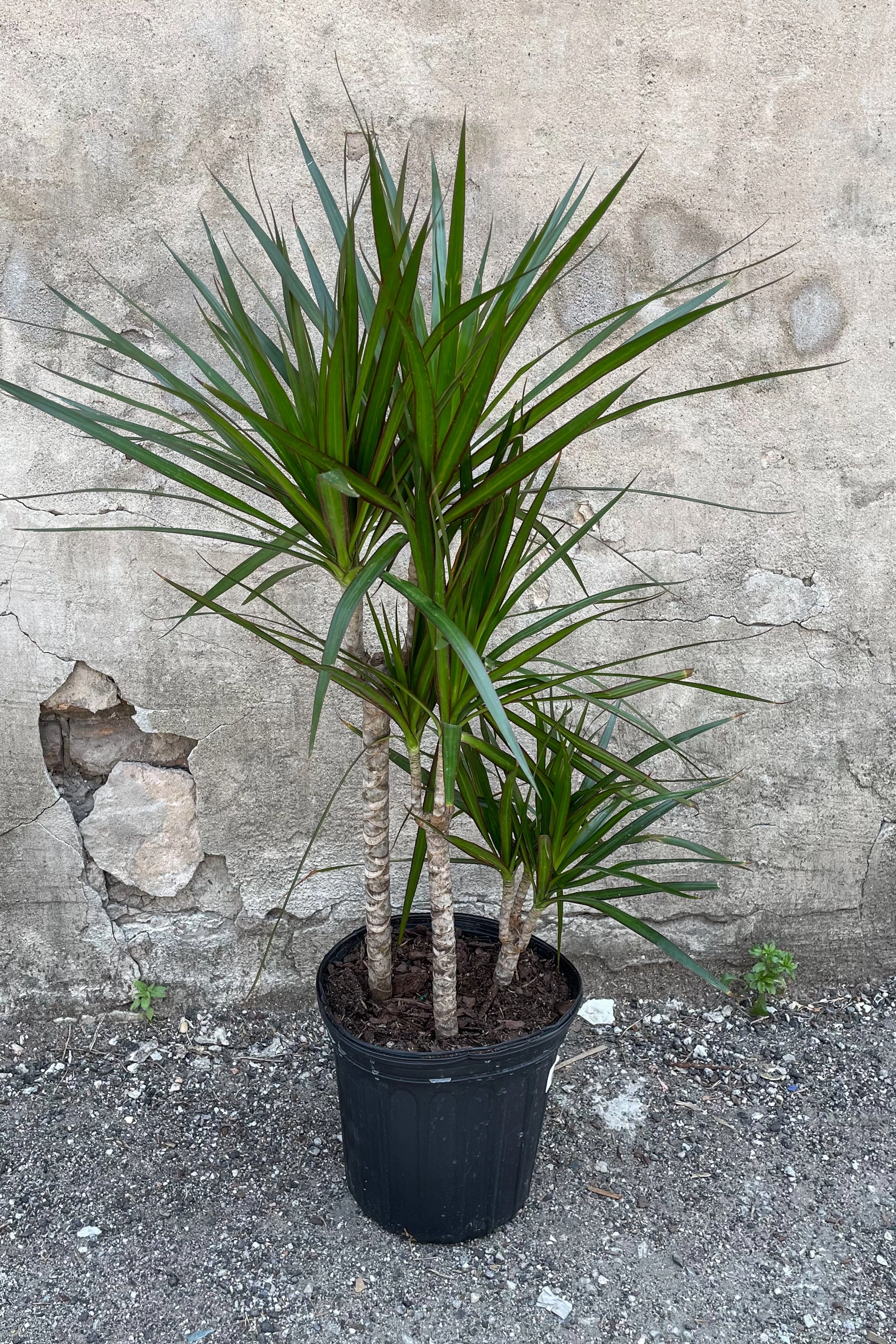Dracaena marginata multi-cane 8"