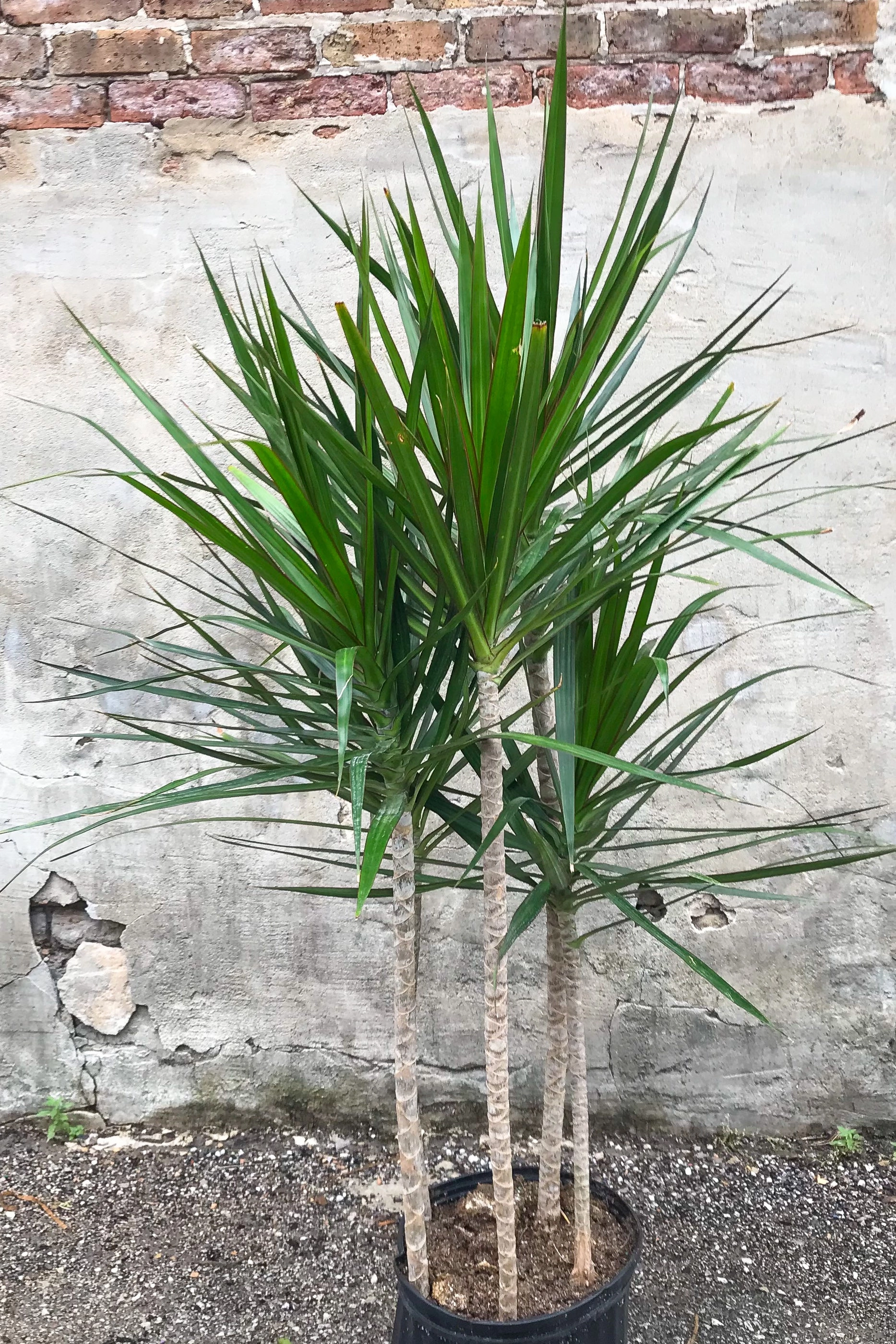 Dracaena marginata staggered cane 10"