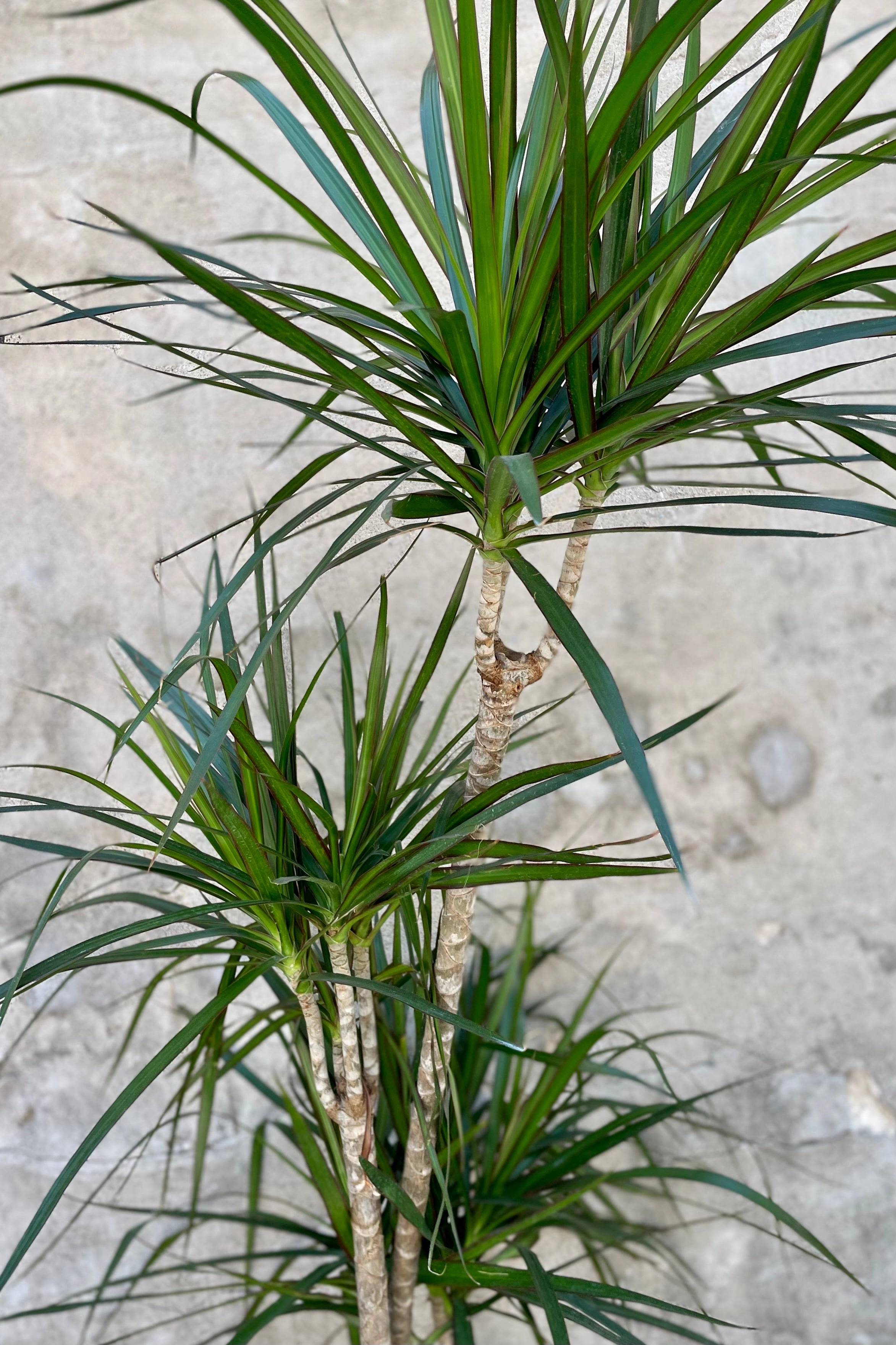 Dracaena marginata staggered cane 10" medium flower pot  