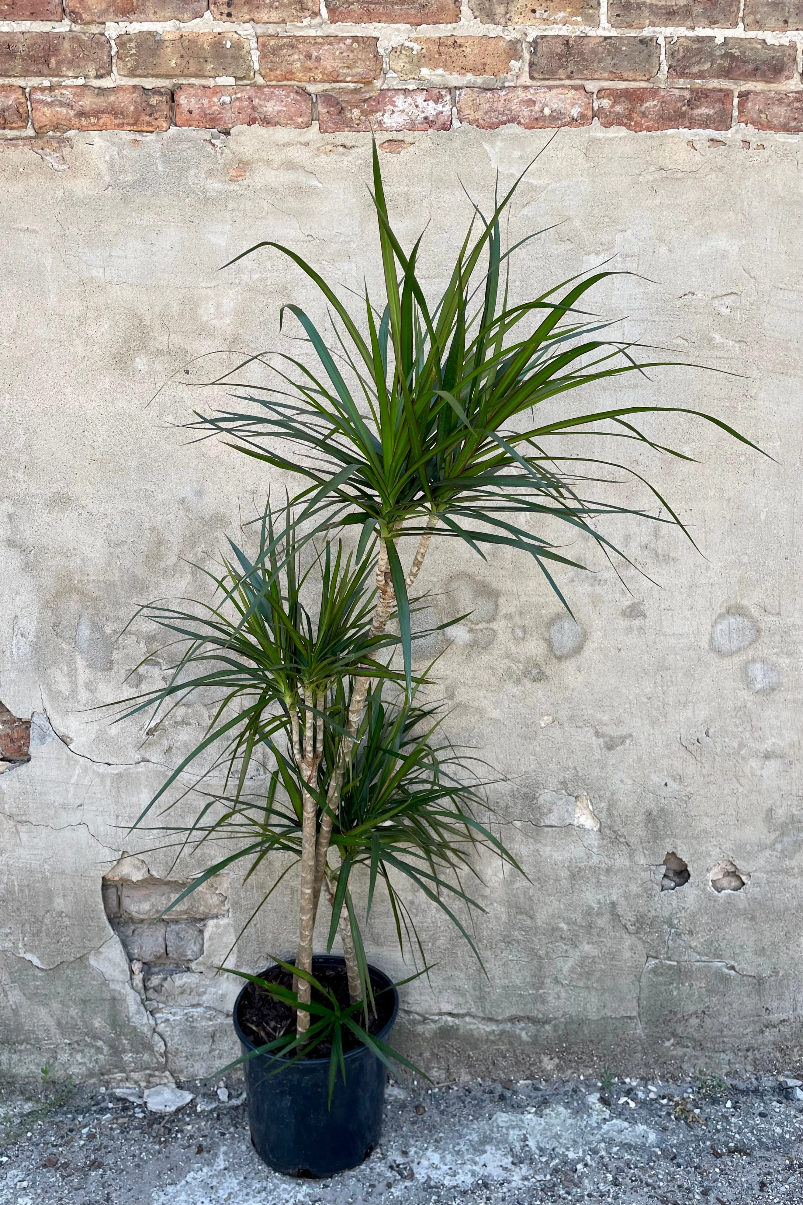 Dracaena marginata staggered cane 10"