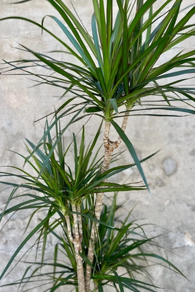 Dracaena marginata staggered cane 10" medium flower pot  