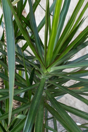 Dracaena marginata staggered cane 14" medium flower pot  