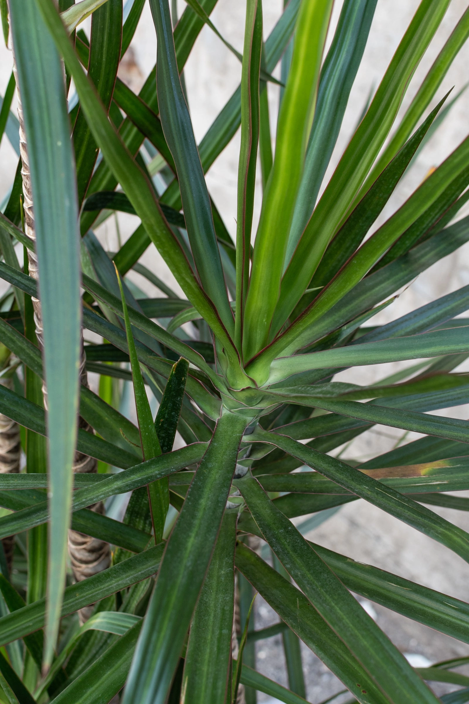 Dracaena marginata staggered cane 14" medium flower pot  