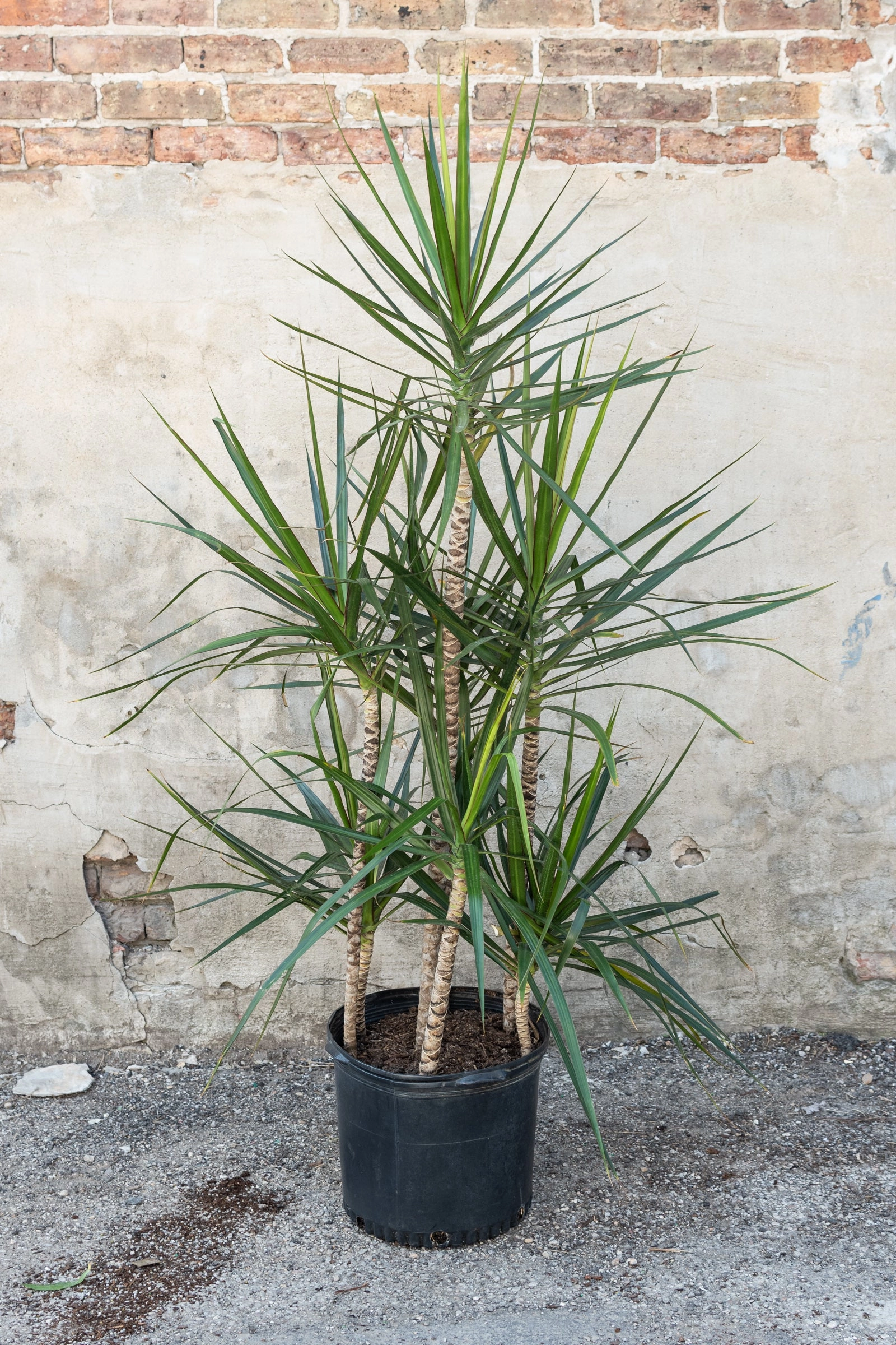 Dracaena marginata staggered cane 14"