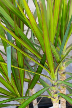 Dracaena marginata tips 10" medium flower pot  