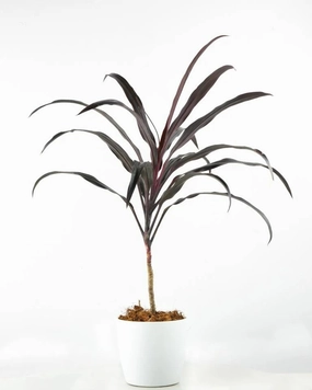 Dracaena Narrow-Leaf medium flower pot  