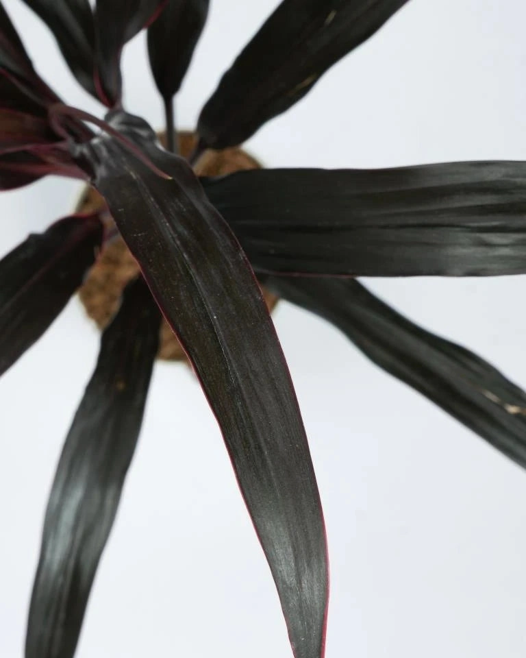 Dracaena Narrow-Leaf