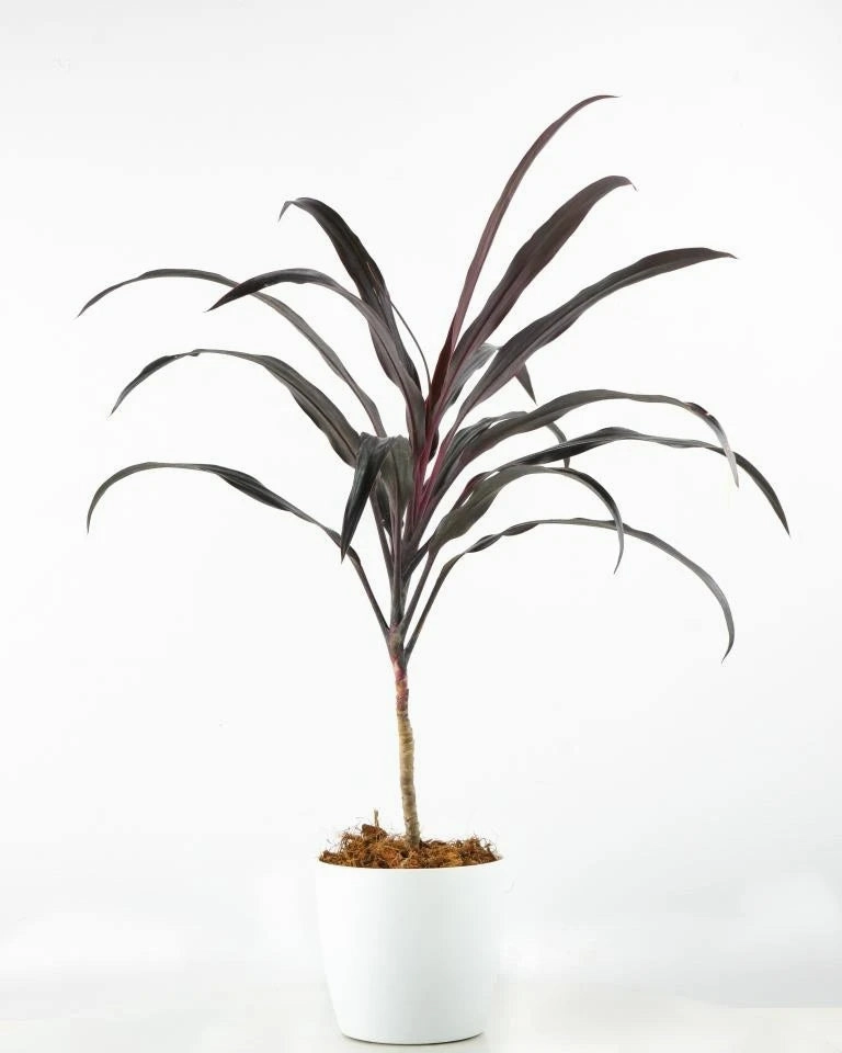 Dracaena Narrow-Leaf medium flower pot  