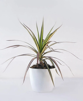 Dracaena Ray of Sunshine medium flower pot  