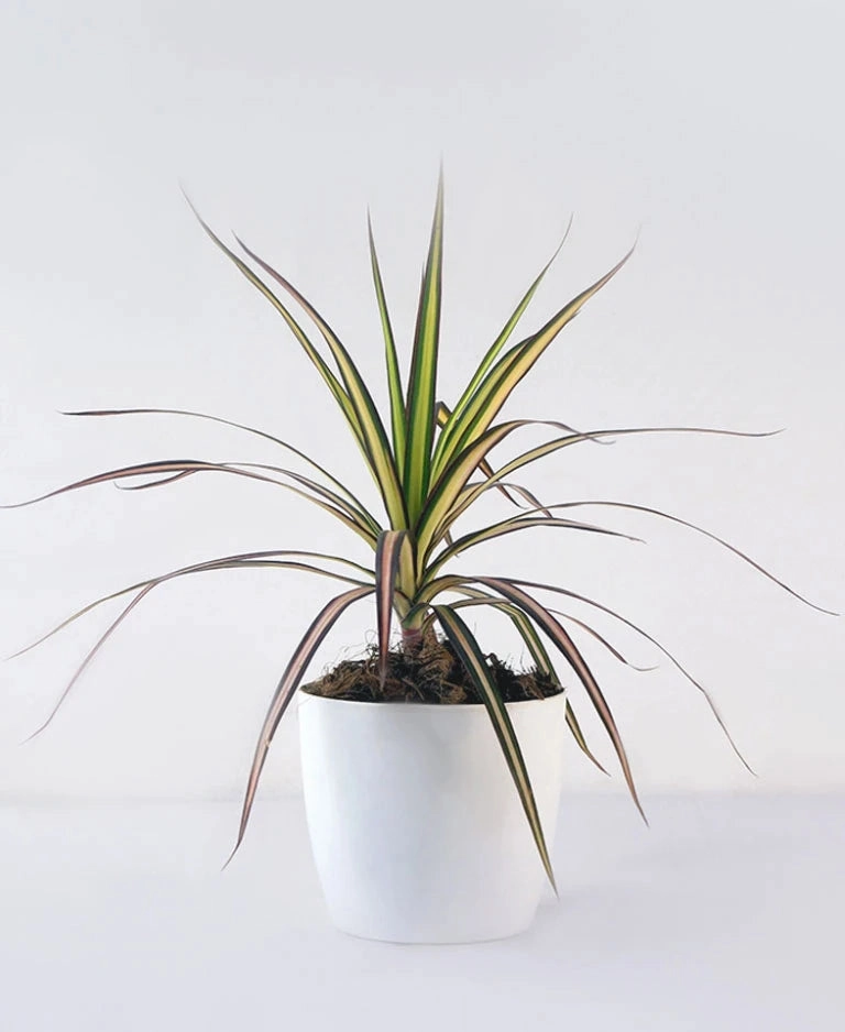 Dracaena Ray of Sunshine medium flower pot  