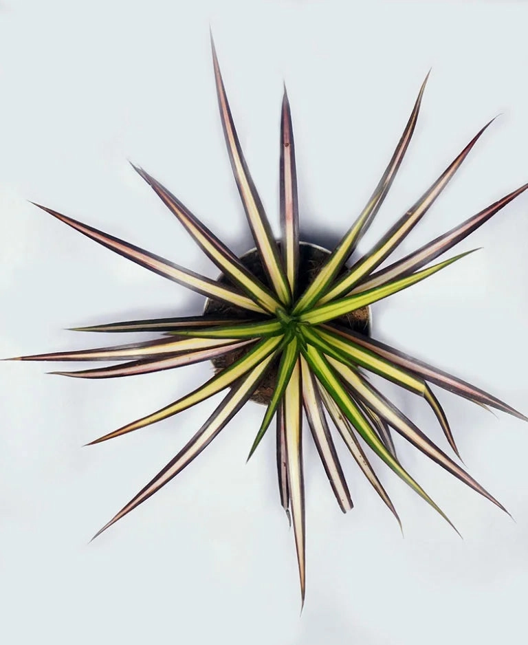 Dracaena Ray of Sunshine