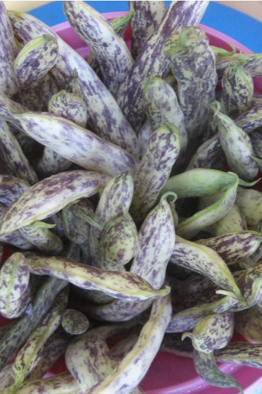 Dragon's Tongue Bean Seeds Art Pack