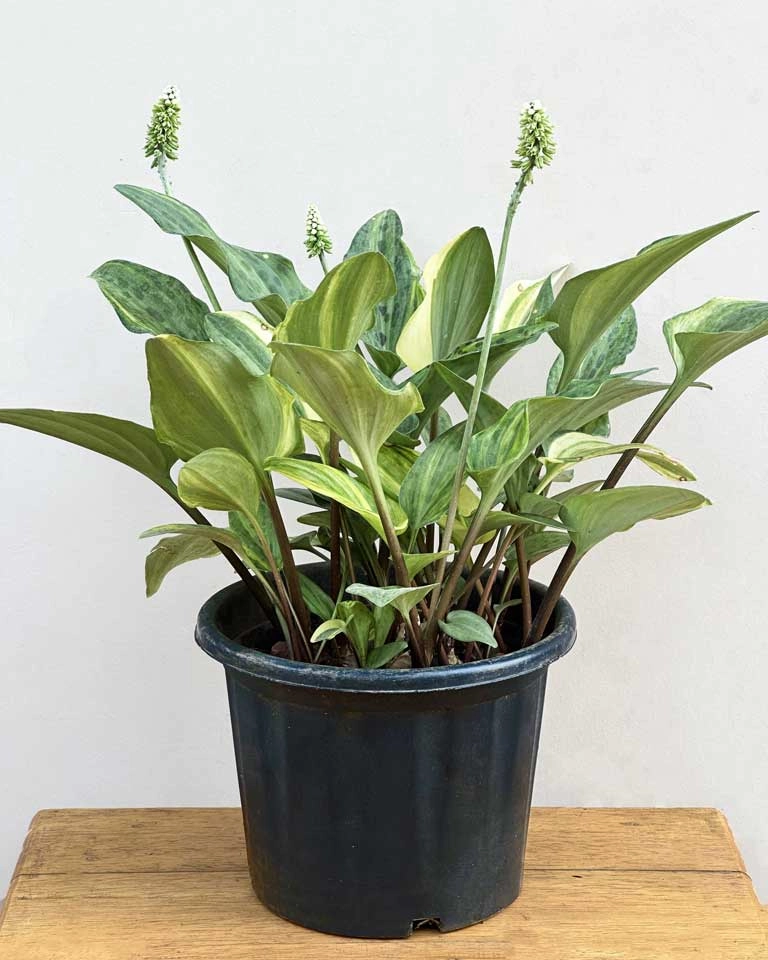 Drimiopsis Maculata medium flower pot  