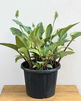Drimiopsis Maculata medium flower pot  