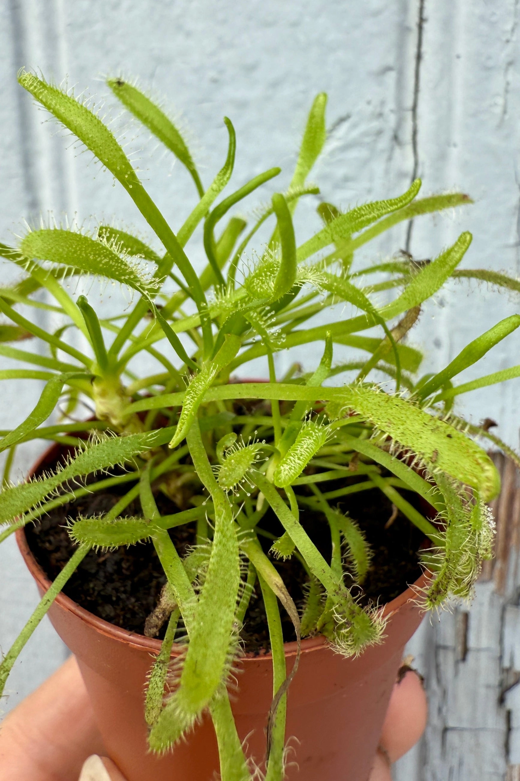Drosera 2"