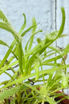 Drosera 2" medium flower pot  