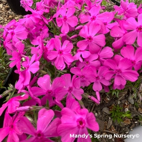 Drummond's Pink Creeping Phlox | Phlox subulata traditional flower vase  