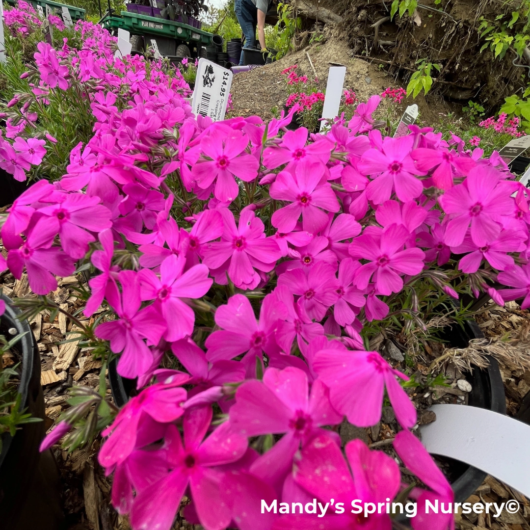 Drummond's Pink Creeping Phlox | Phlox subulata