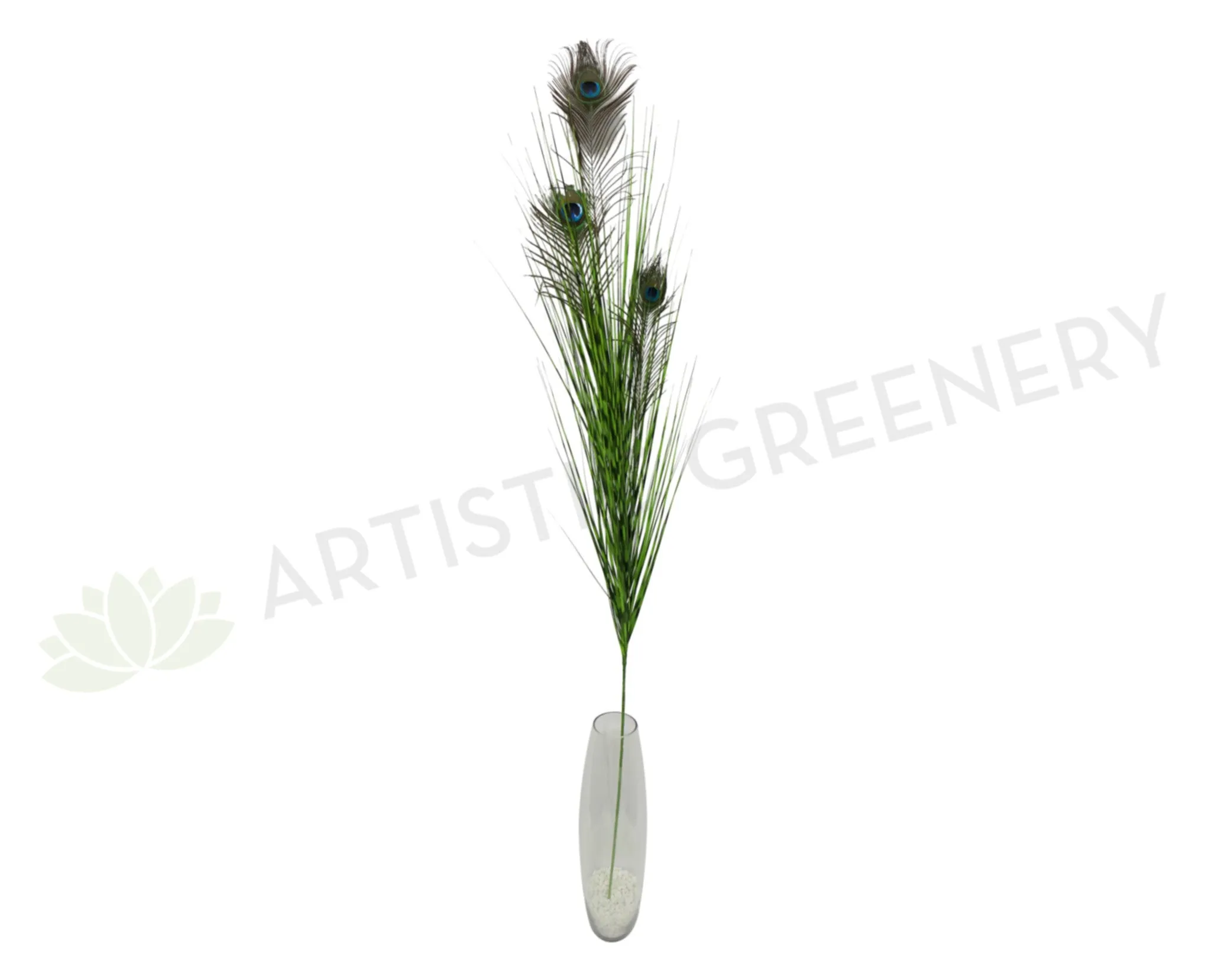 DS0001 Peacock Feather 125cm dried green plant  