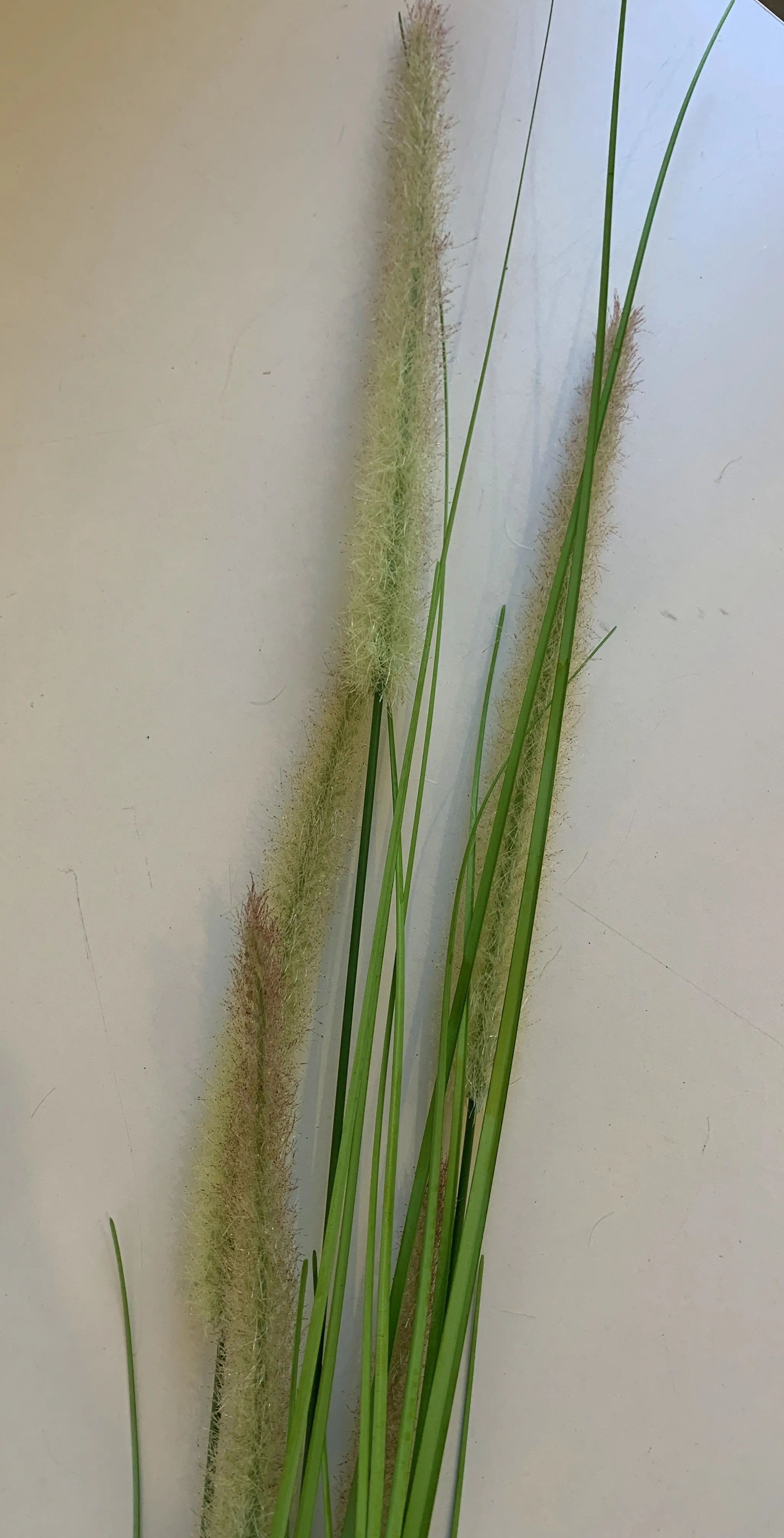 DS0004 Foxtail Weed Grass 180cm 2 Styles