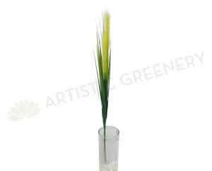 DS0018 Prairie Foxtail / Pampas Grass 124cm dried green plant  