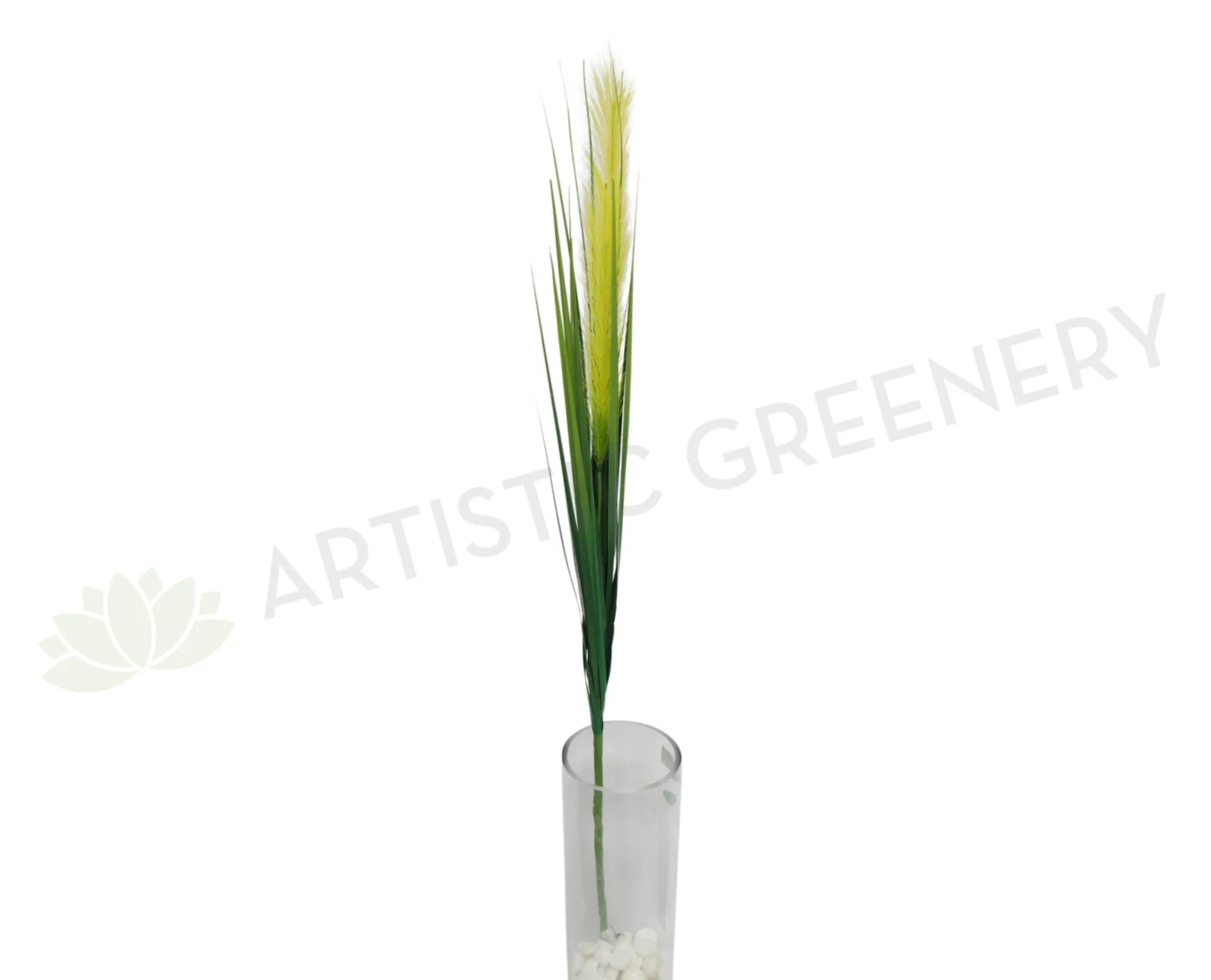 DS0018 Prairie Foxtail / Pampas Grass 124cm dried green plant  