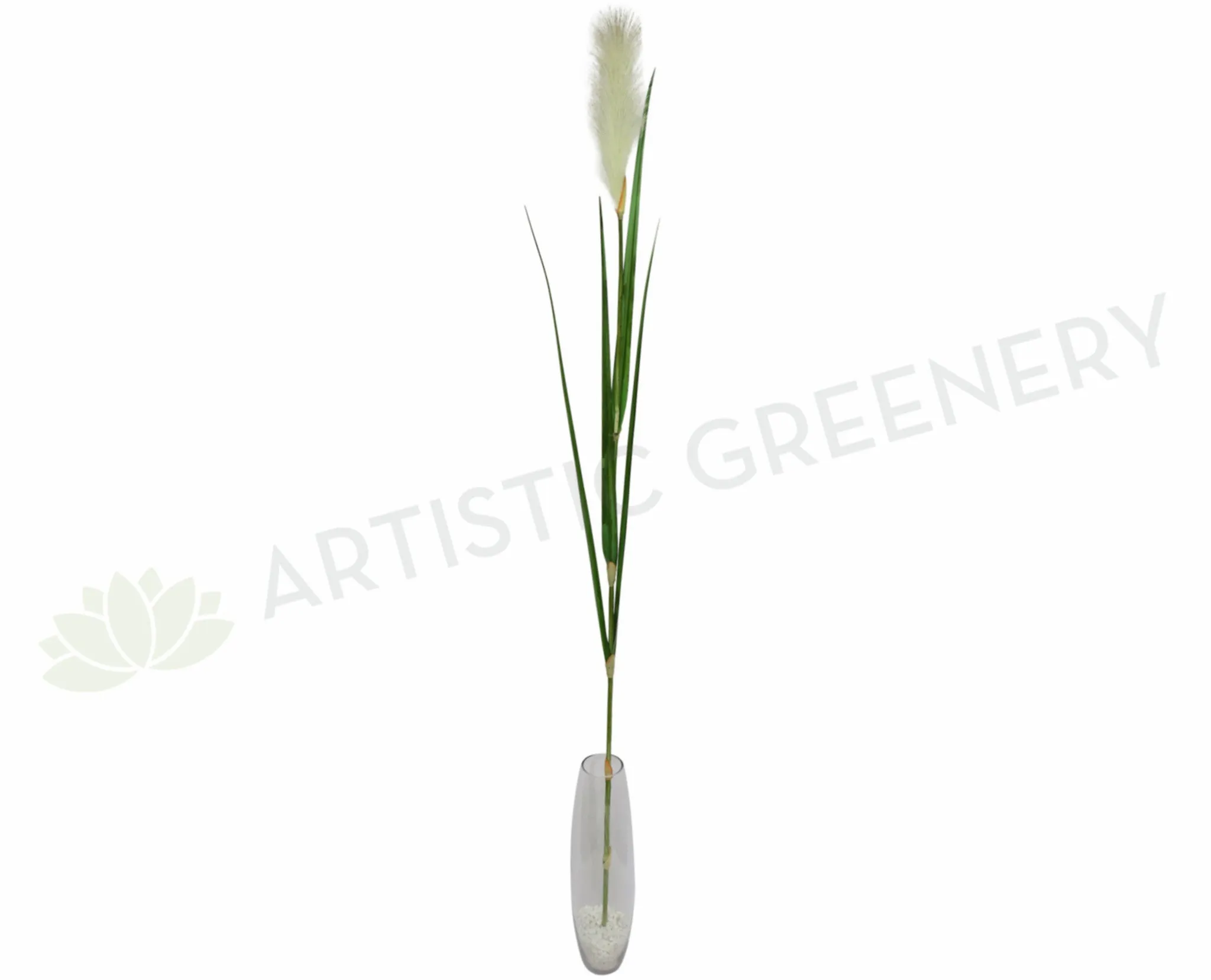 DS0040 Prairie Foxtail / Pampas Grass150cm dried green plant  