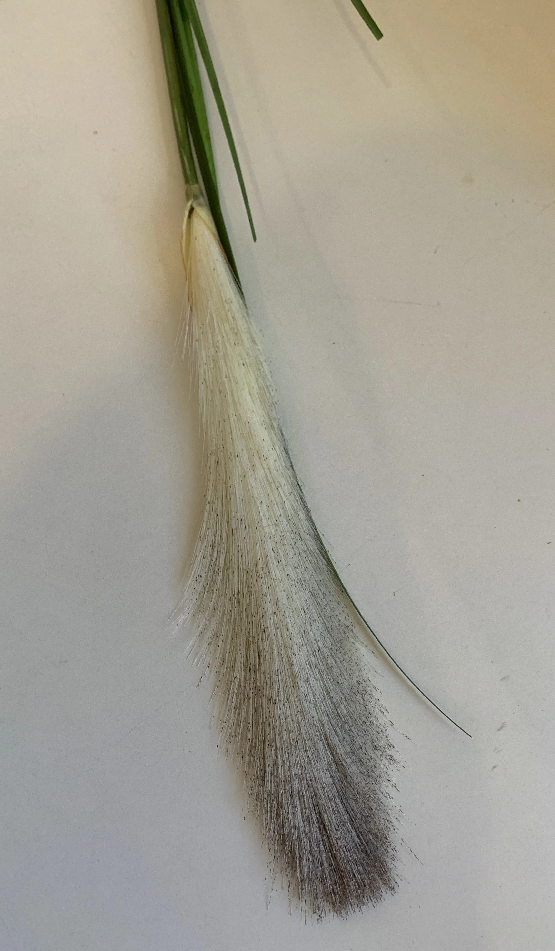 DS0040 Prairie Foxtail / Pampas Grass150cm