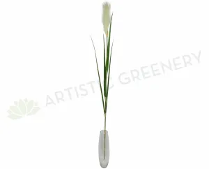 DS0040 Prairie Foxtail / Pampas Grass150cm dried green plant  