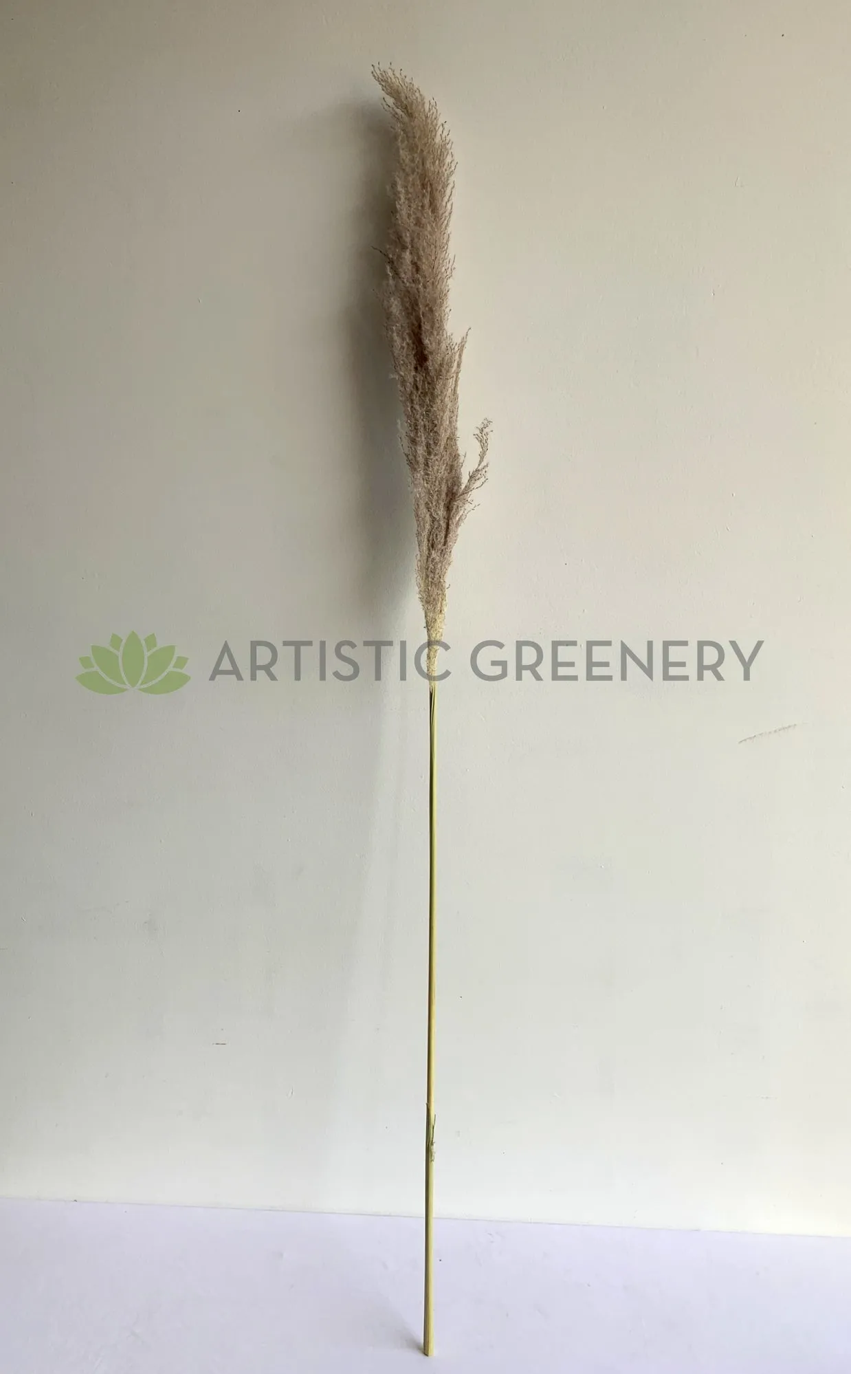 DS0054 Natural Dried Pampas Grass 160cm
