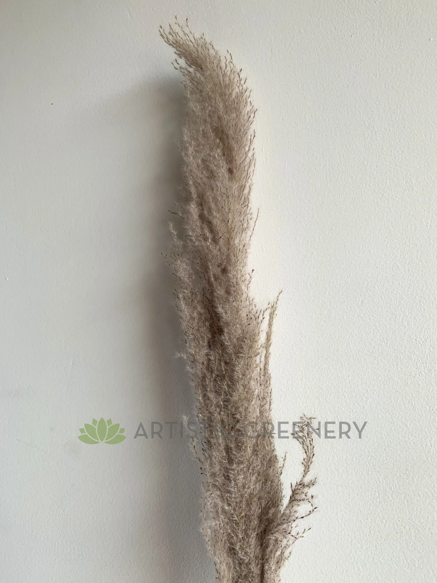 DS0054 Natural Dried Pampas Grass 160cm