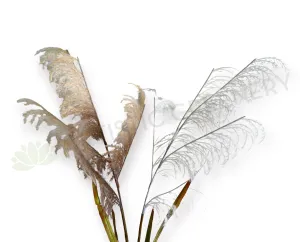 DS0059 Common Reed 132cm Brown / White dried green plant  