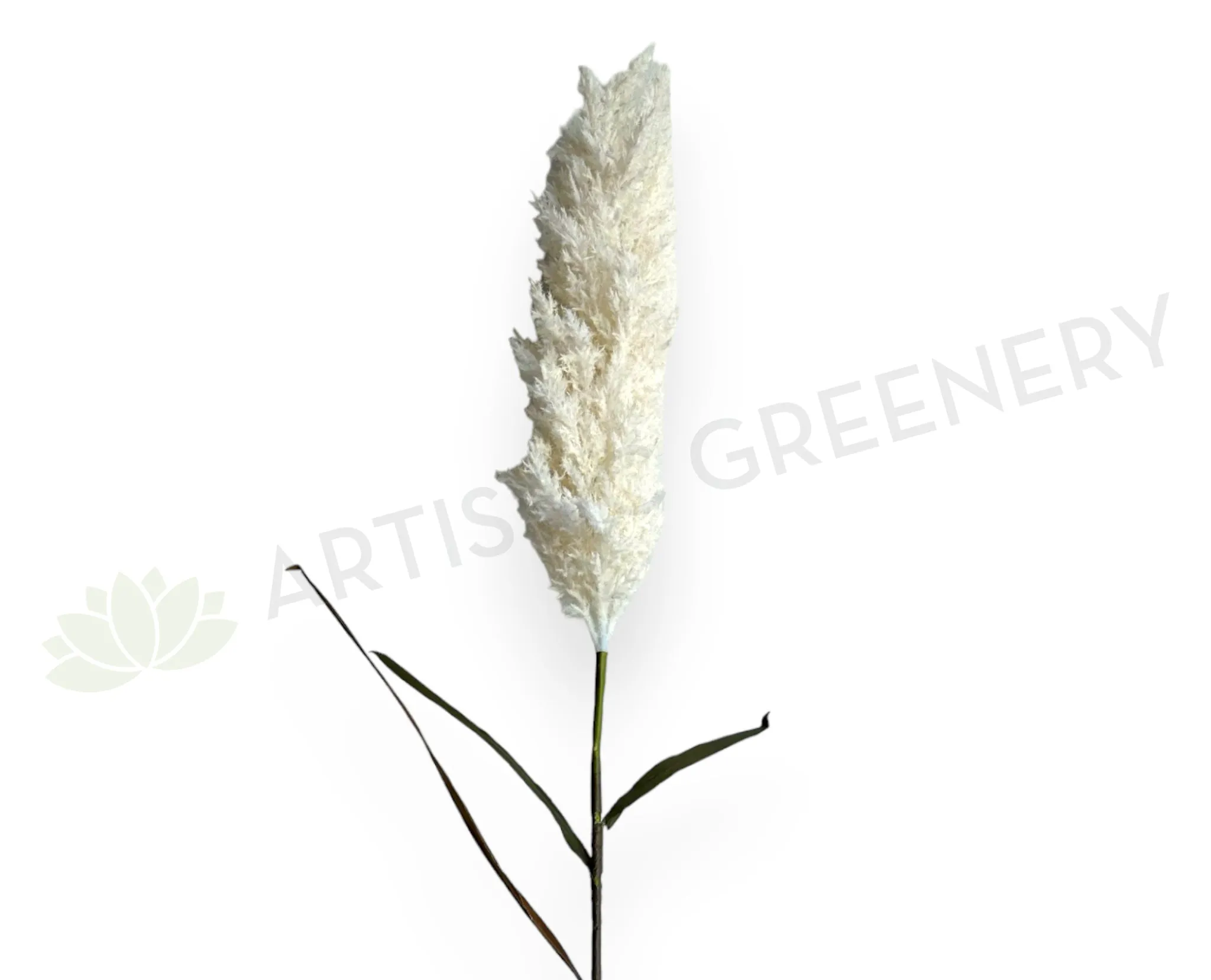 DS0061 White Pampas Grass Stem 110cm dried green plant  