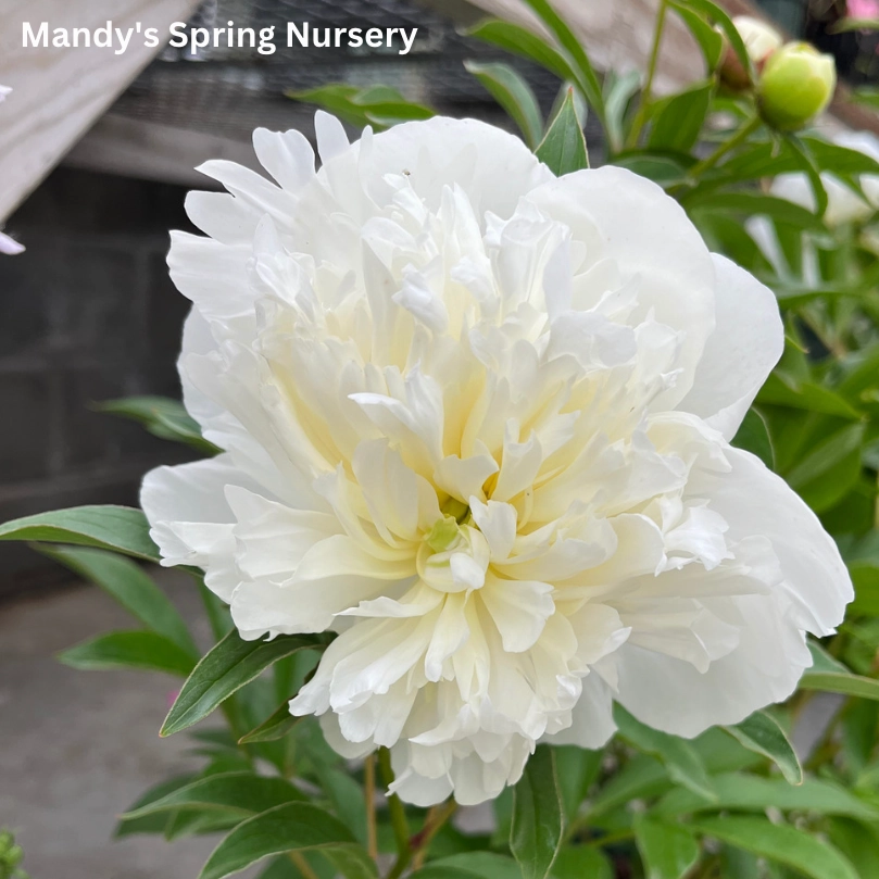 Duchesse de Nemours Peony | Paeonia lactiflora traditional flower vase  