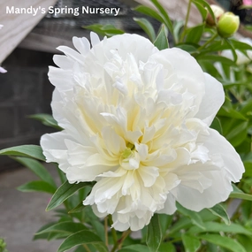 Duchesse de Nemours Peony | Paeonia lactiflora traditional flower vase  