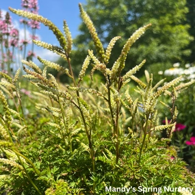 Dwarf Goat's Beard | Aruncus aethusifolius single layer plant shelf  