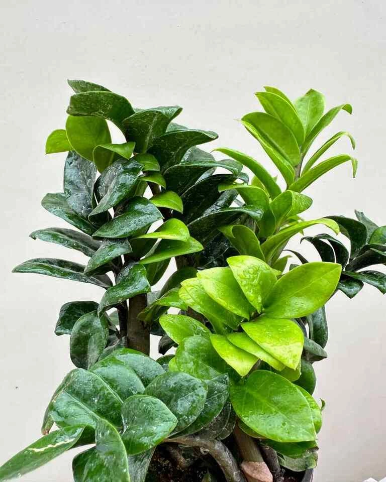 Dwarf ZZ Zenzi Plant (Zamioculcas Zamiifolia)