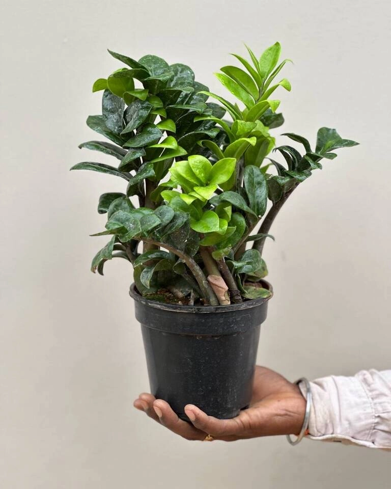 Dwarf ZZ Zenzi Plant (Zamioculcas Zamiifolia)