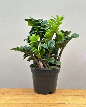 Dwarf ZZ Zenzi Plant (Zamioculcas Zamiifolia) medium flower pot  