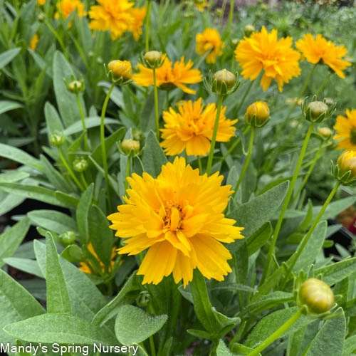 Early Sunrise Tickseed | Coreopsis grandiflora