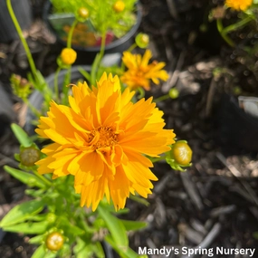Early Sunrise Tickseed | Coreopsis grandiflora traditional flower vase  