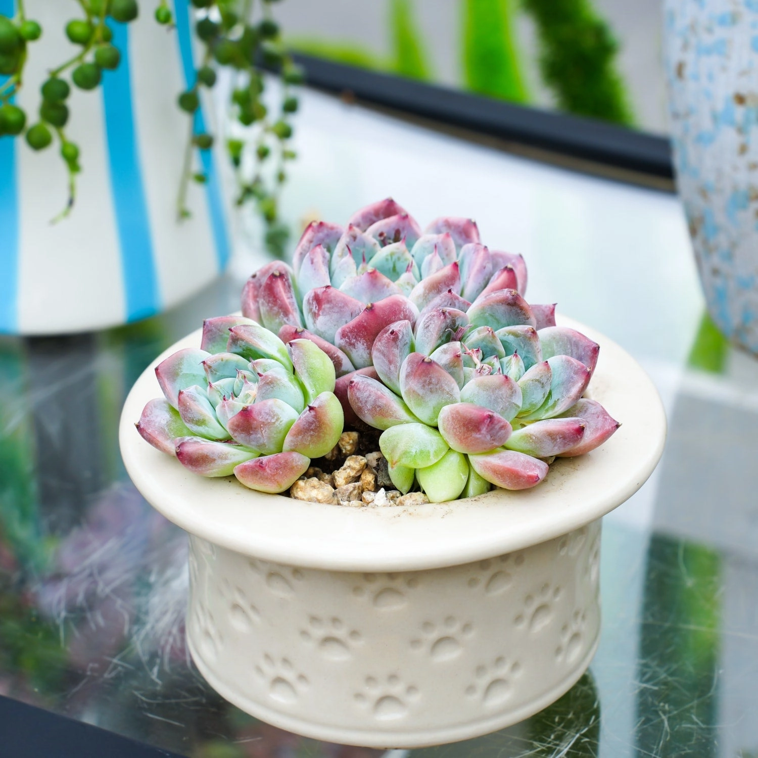 Echeveria 'Alba Beauty'