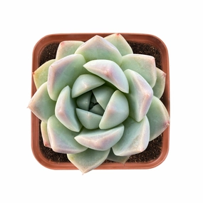 Echeveria 'Alba Beauty' mini ornamental plant  