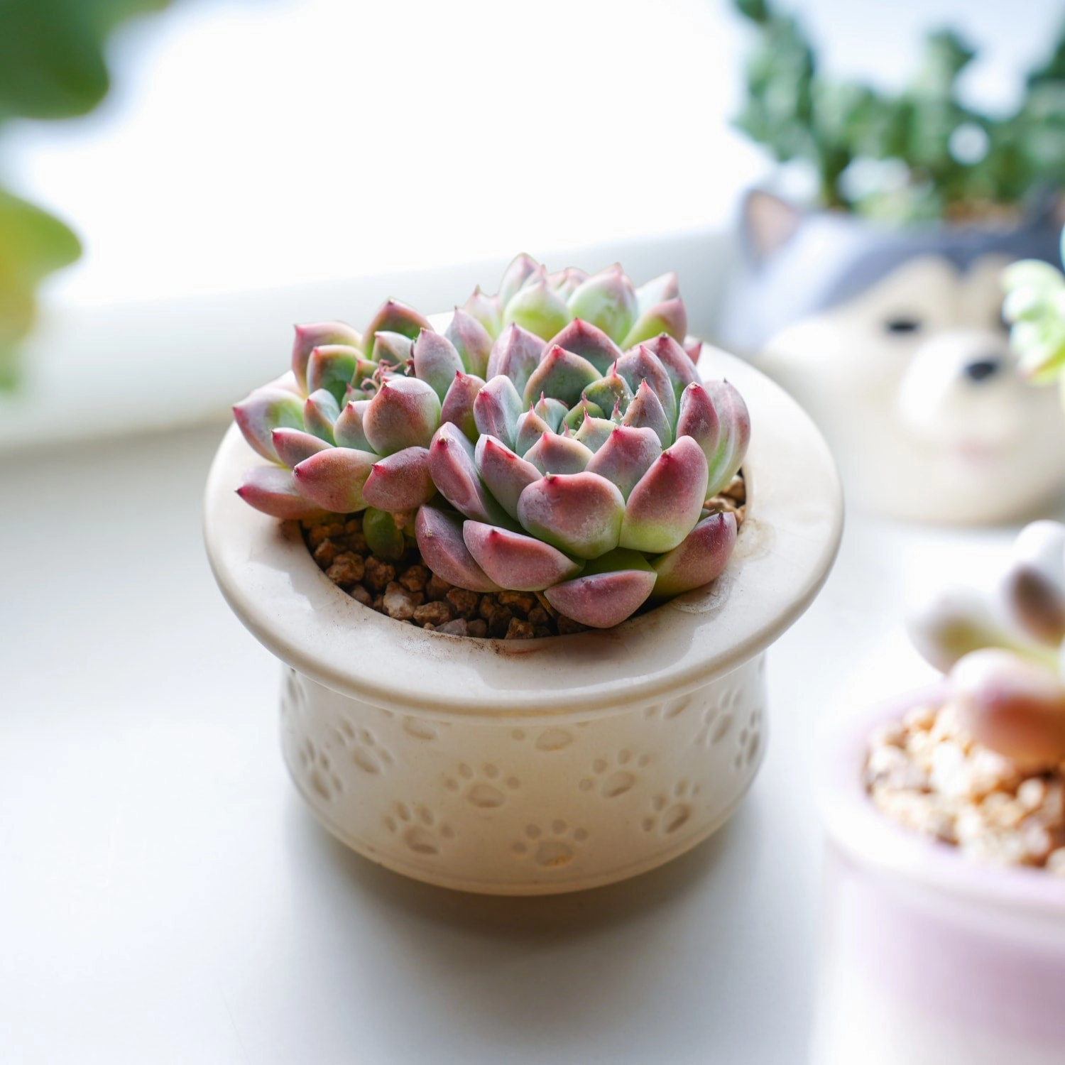 Echeveria 'Alba Beauty'