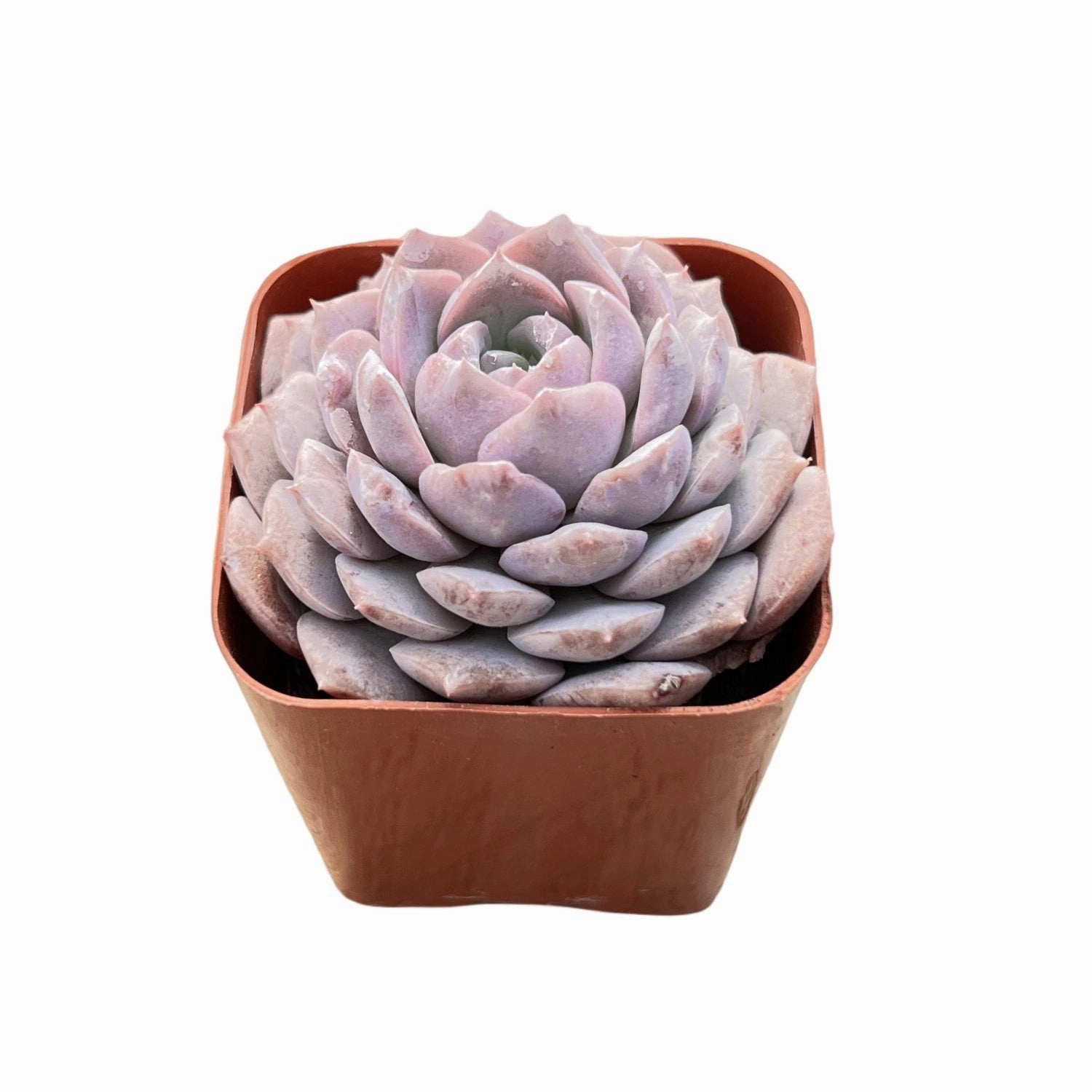 Echeveria 'Amazing Grace'