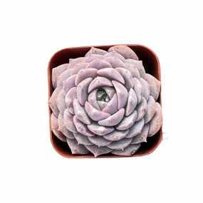 Echeveria 'Amazing Grace' mini ornamental plant  