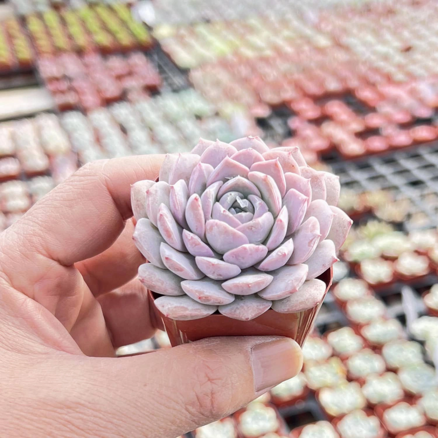 Echeveria 'Amazing Grace'
